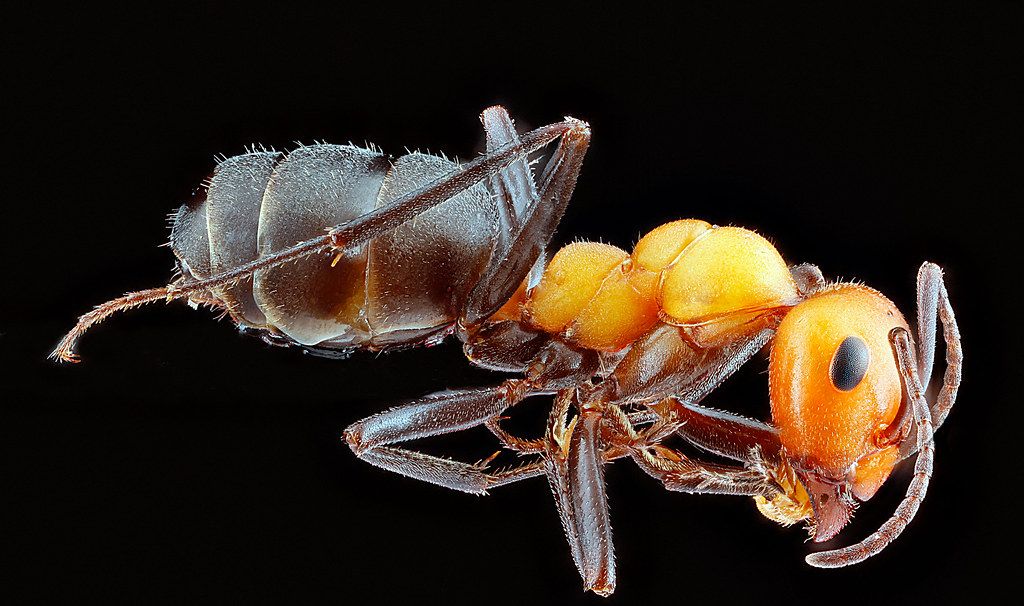 Ant Control service in Commerce City, CO