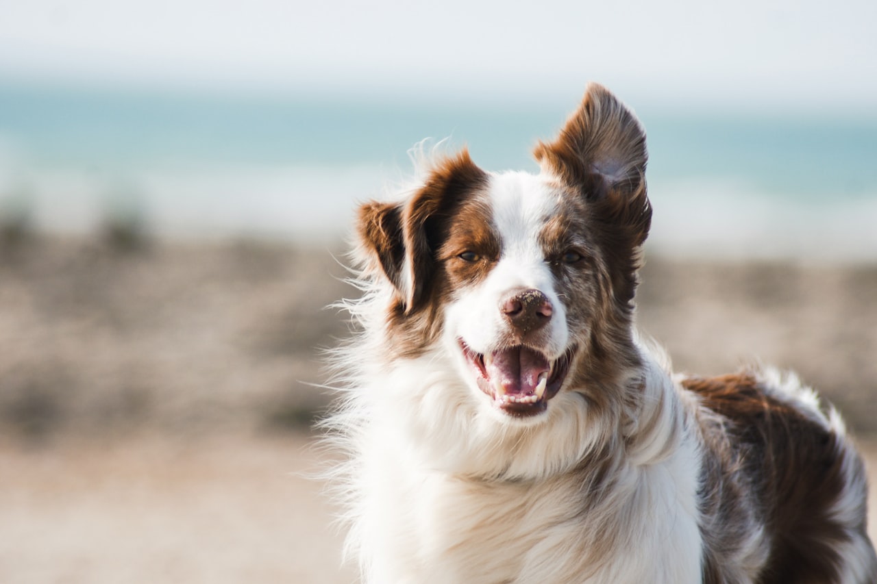 Flea & Tick Control service in Commerce City, CO