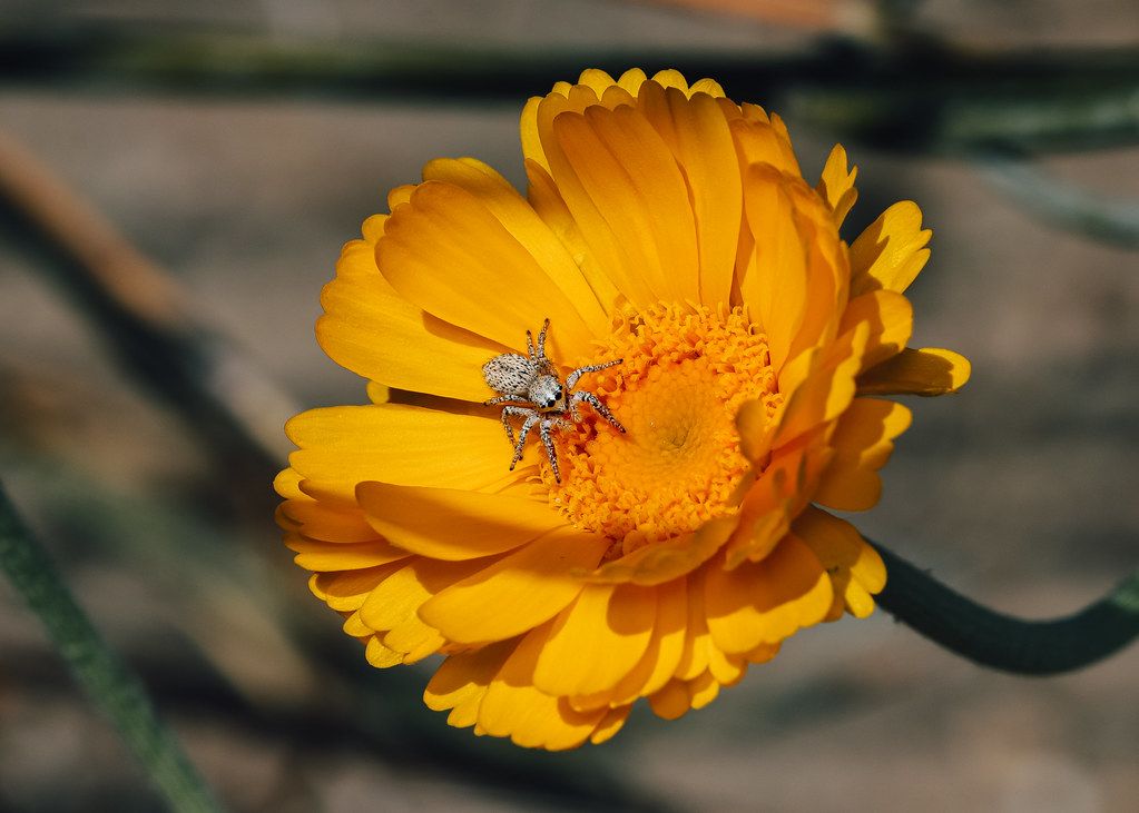 Spider Control service in Commerce City, CO
